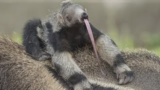 This Baby Giant Anteater Is Like No Animal You've Seen Before