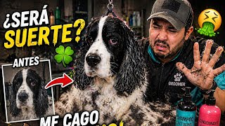 PELUQUERIA CANINA | Día lleno de sorpresas 💩 con este English springer spaniel 😱