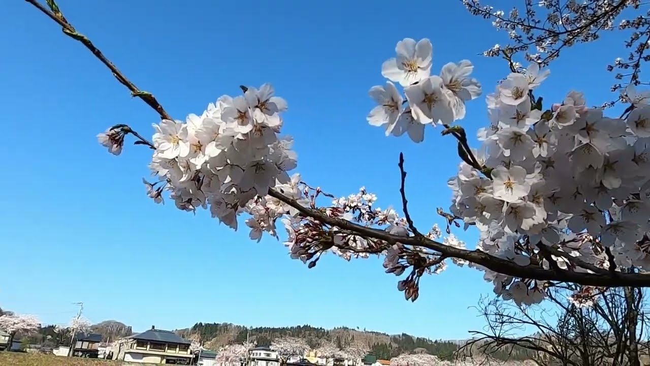 活動歴および当時の関連ビジュアル記録