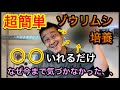 超簡単！ゾウリムシ培養、◯◯いれるだけで爆殖！なぜいままで気づかなかったのか、、