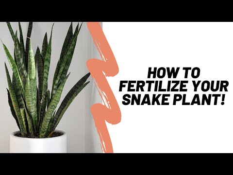 How to Properly Fertilize a Snake Plant (Sansevieria)