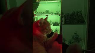 Andrej Watching King of the Hill