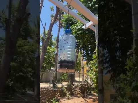 مصيدة ذباب