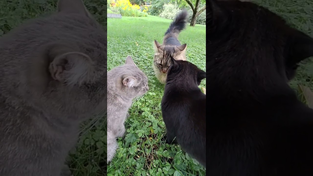Three cat sisters say hello with a little kiss😻❤️😻 
