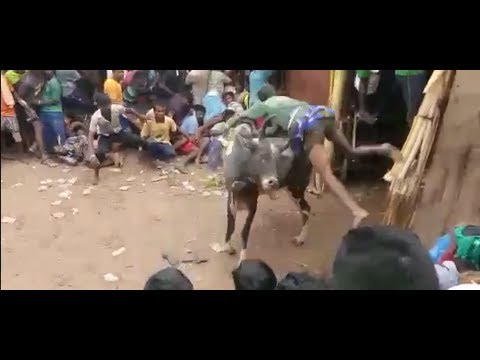 Jallikattu in karaivetti ( ariyalur dt, TN ) 2017. Bull : keezhavanam muni.