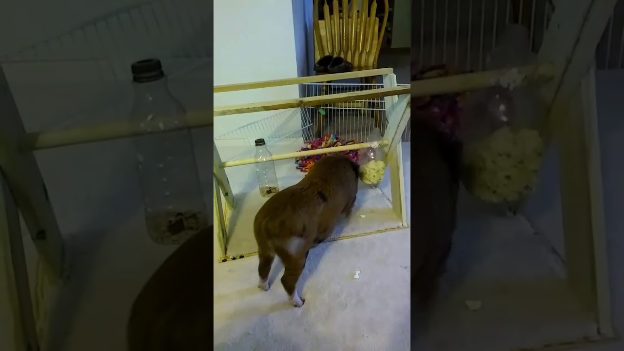 Mini Pig DIY Enrichment Toy - Spin the Bottle