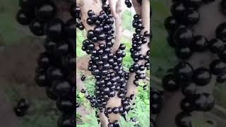 P De Jabuticaba Carregado De Frutas