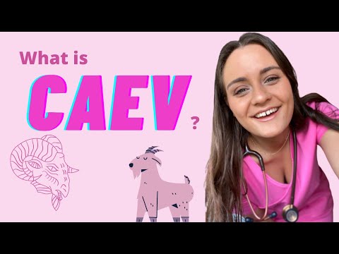 What is CAEV?? | Caprine Arthritis Encephalitis Virus