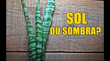 O que posso oferecer a São Jorge?