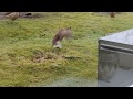 Stoat attacks baby rabbit. Pheasants save the day.