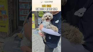 [2차 방문] 손자가 할머니께 맡겨둔 말티즈 여름이 (ft. 특별한 하루 선물✨) #강아지 #반려견 #shorts #viral