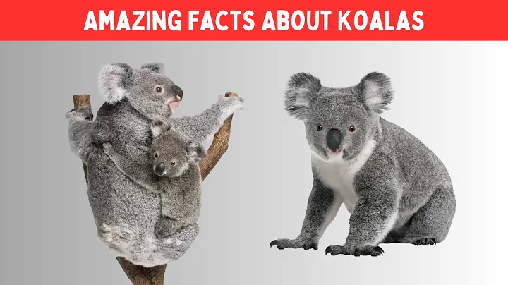 10 Amazing Facts About Koalas