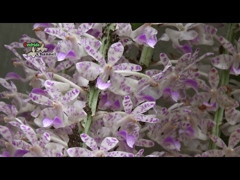 Rhynchostylis Retusa orchid - Cách trồng phong lan sóc ta vào chậu -  lan đuôi chồn | Foci