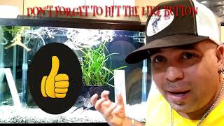 ANGELFISH AGGRESSION