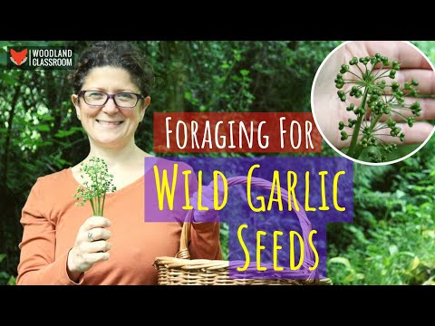 Foraging Wild Garlic Seeds