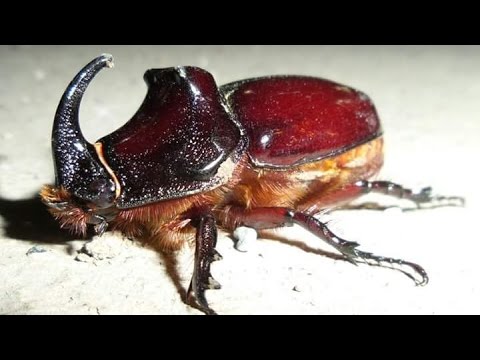 Gergedan böceği