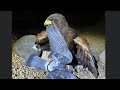 Catching pigeons with hawks in the dark