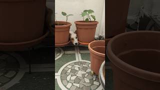 కొత్త రకం మొక్క మొలిచింది 🤣🤣 #dog #dogs #shortvideo #shortviral #pets #pet