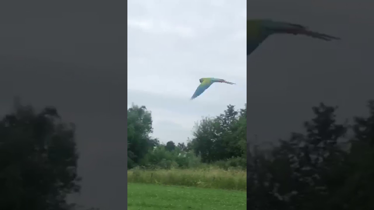 1st time flocking with a Buffon’s macaw❤️💚