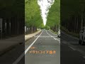 懐旧、舟木一夫さん「今日かぎりのワルツ」。  マキノ高原メタセコイア並木に来ました〜。2.4キロ500本と素晴らしいですね〜。世界一長さは中国江蘇省の47キロですが景観の美しさや整備の行き届きは世界的評価