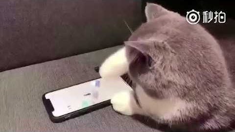 可愛貓玩手機 