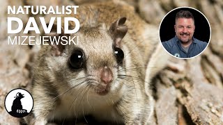 Flying Squirrel: Meet the Nocturnal Glider.