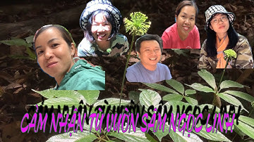 Người Sài Gòn lên đỉnh núi Ngọc Linh tìm sâm| Chuyện Của Thùy