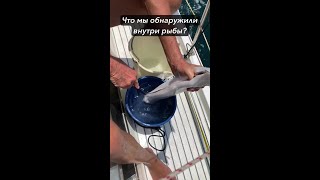 Что внутри хищной рыбы динозавра которую мы поймали?