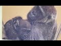 寒がる子ゴリラの体を優しく手でトントンして暖める母ゲンキ⭐️Gorilla【京都市動物園】Genki warms Kintaro's body, which trembles in the cold,