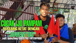 soft launching maestro enterprise [CUCAK IJO PAMPAM BERSAING SENGIT DENGAN JUVENTUS] screenshot 4