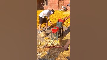 Corn thresher that can hit 3000 catties in one hour #farmer