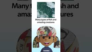 Kids ESL | Ocean Fun Facts 13