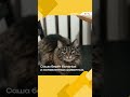 Тюменская тату-мастер спасла и пристроила 80 брошенных животных | ЖИТЬ