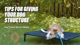 Tips for Giving Your Dog Structure | Dog Trainer Rachel Sample