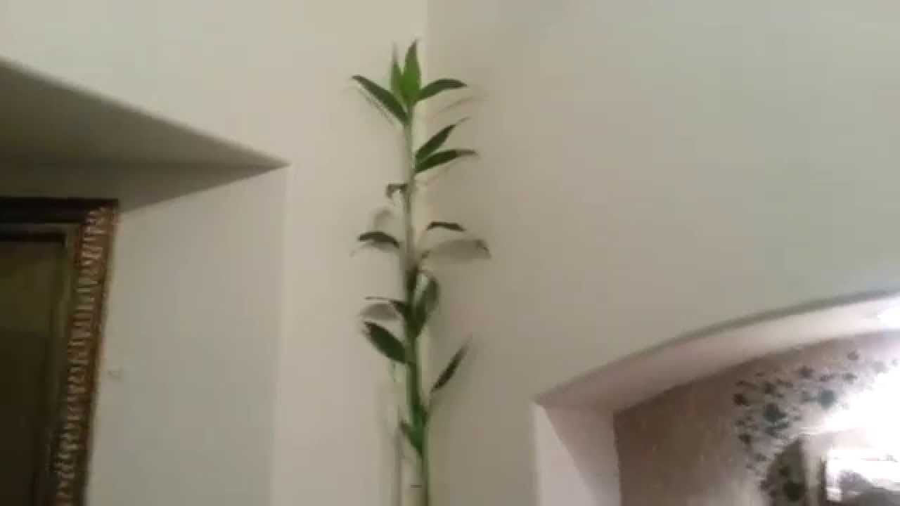 where to buy a spider plant Spider Plant Hanging Basket: Pet Friendly Live Plant - (6” Pot) – Easy –  Altman Plants