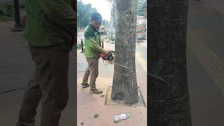tree feeling Techniques #shorts #woodworking #treecutting