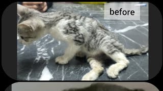 قطة كانت تعانى من شلل نتيجة كدمة فى العمود الفقري وصعوبة فى التبول بنفسها وتحسنت بعد اسبوع من العلاج