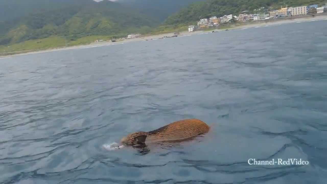 傳說中的海豬仔 山豬下海打獵啦 Swimming Pigs Youtube