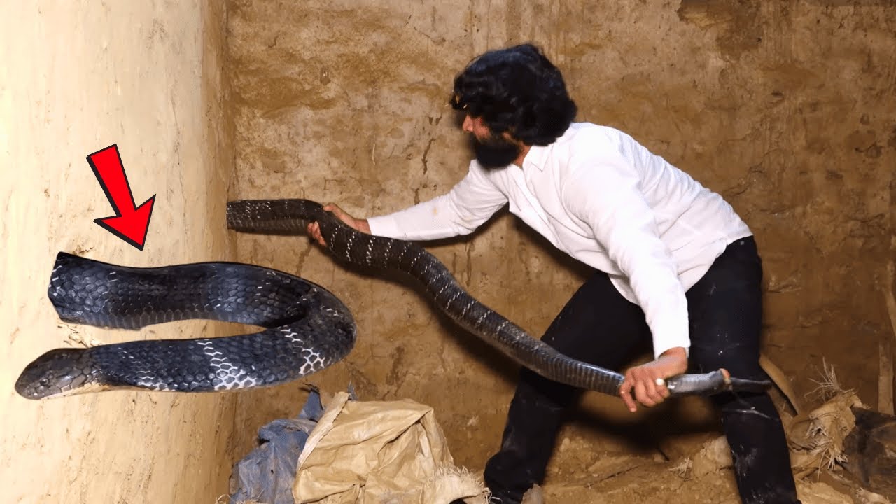 सांप का सिर सामने, मौत करीब! King Cobra Rescue का खौफनाक मोमेंट! 😨🐍