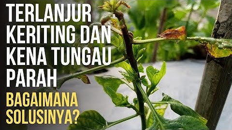 DAUN CABE KERITING PARAH SAMPAI GOSONG | BAGAIMANA SOLUSINYA?