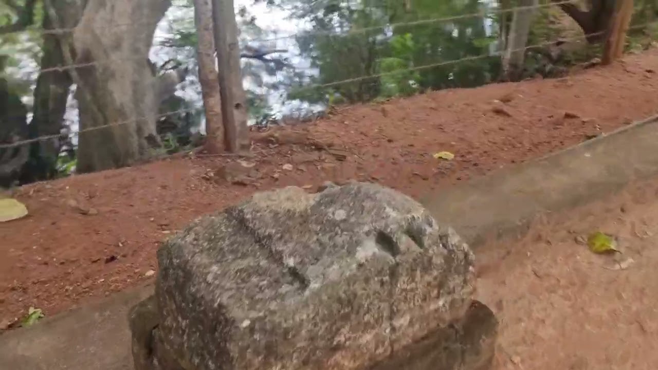 Nalanda Gedige Matale /නාලන්දා ගෙඩිගේ /Walking with Manel 267