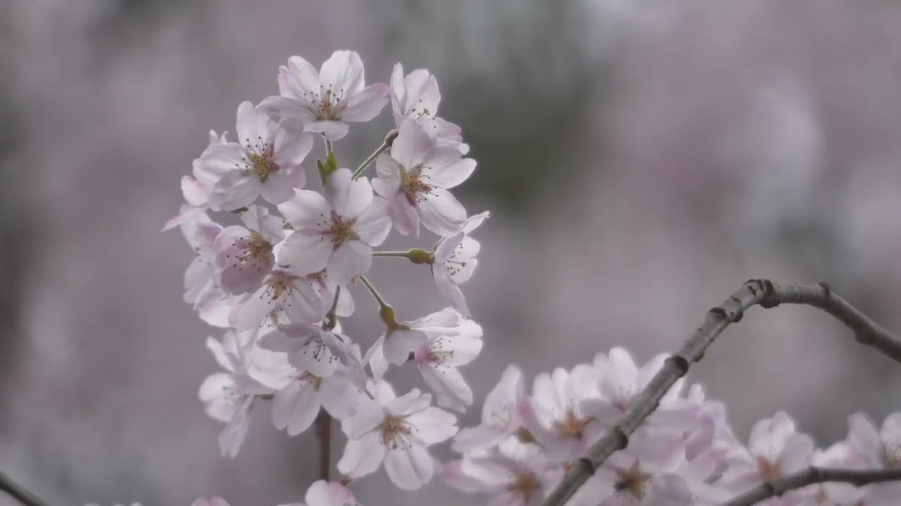春日大社・南門の枝垂れ桜、撮影：2026年3月29日（許可を得て撮影の