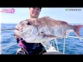 【坂本流】エコギアアイテムで始めるタイラバ【山口県瀬戸内】