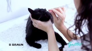 Sonda nasoesofágica en el gato