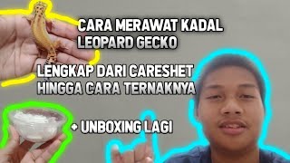 CARA MERAWAT KADAL LEOPARD GECKO LENGKAP DARI CARA CARESHETNYA - CARA TERNAK+UNBOXING LAGI!!!