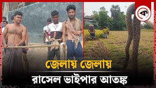 বাংলাদেশে এত রাসেল ভাইপার এলো কোথা থেকে? | Russell's Viper in Bangladesh | Kalbela screenshot 5