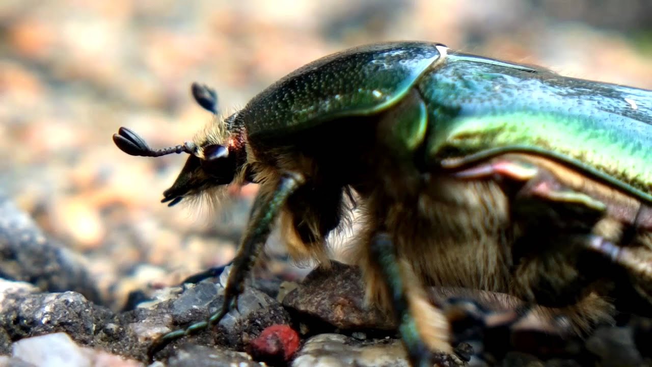 Nokia 808 close up - Rose Chafer beetle.