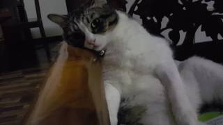 manis is pity cat by Lina Waree 6,272 views 7 years ago 28 seconds