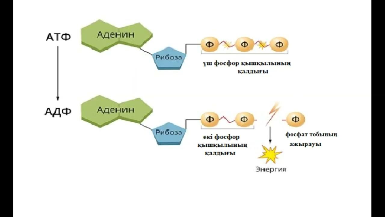 Миссионерлік қызметтегі әйел желідегі секс туралы бейнеде өзін береді. Лайсан Утяшева порно