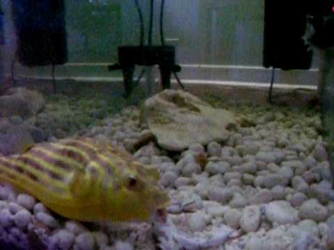 Titan my Fahaka Fresh water Puffer eating a crab